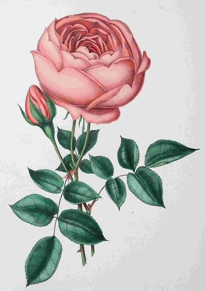 Fountain of Flowers 2 - Set 27. 60 Pages to DOWNLOAD